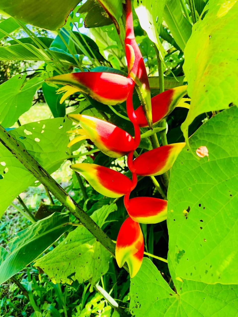 Casa Oceana Bed & Breakfast Bocas del Toro Extérieur photo